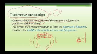 Abdominal Anatomy Mesentery and other organ [upl. by Anitsyrhc]