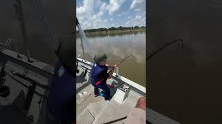 Tough life as a kid paddlefish fishing seaark [upl. by Etnoid]