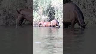 Relaxing Wild Horses [upl. by Philipp]