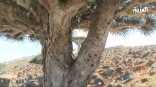 Socotra Island Jewel in the Arabian Sea [upl. by Ahsekram]