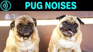 PUG NOISES  Barking Screaming Groaning Breathing Yelling Sounds and Sound Effect of a Pug Dog [upl. by Odyssey]