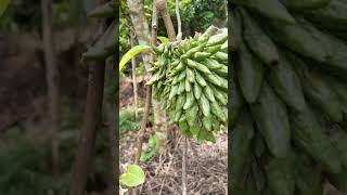 quotRollinia Fruit Planting amp Care How to Grow Exotic Rollinia Treesquot [upl. by Diandra]