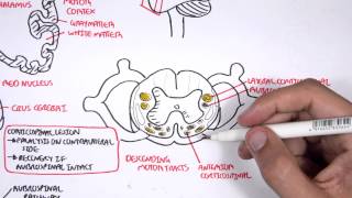 Neurology  Motor Pathways [upl. by Oretna350]