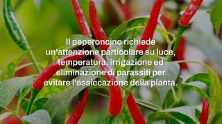 Peperoncino cosa fare se si secca la pianta [upl. by Hellene]