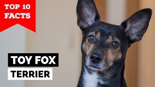 Toy Fox Terrier  Top 10 Facts [upl. by Nahgaem]