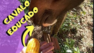 ASMR cavalo comendo milho [upl. by Oppen]