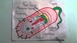 Célula procariota Joaquin t [upl. by Ysak]