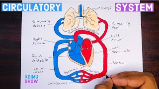 How To Draw Double circulatory System  step by step tutorial [upl. by Noroj]