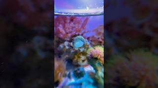 Trochus Snail Eating reeftank fishtank aquascapesnailcoralmarine oceantimelapsenanoreeftank [upl. by Reemas]