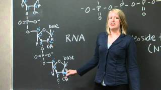 N terminus and C terminus in protein [upl. by Lonyer]