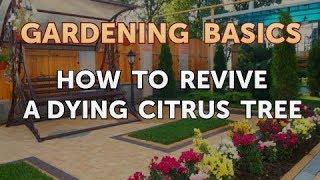 How to Revive a Dying Citrus Tree [upl. by Spohr]