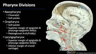 Larynx Pharynx and CST  Pharynx [upl. by Covell]