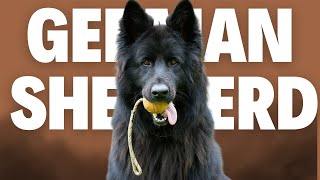 German Shepherd 101  Everything You Need To Know [upl. by Ydnys344]