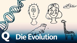 Evolution Mutation Selektion Wie geht das  Quarks [upl. by Atram]