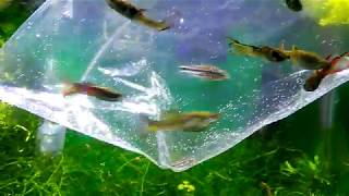 Pygmy Corydoras Moving To 10 Gallon Guppy And Endler Hybrid Tank [upl. by Yeniffit]