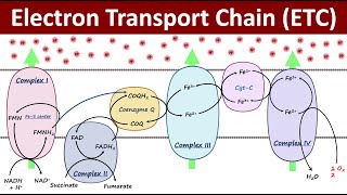 Electron Transport Chain ETC Made Easy [upl. by Soisinoid]