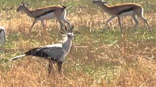 Secretary Bird on the hunt [upl. by Reizarf]