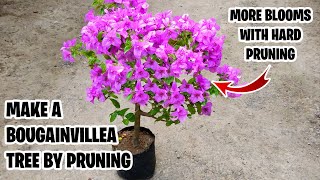 Make A Bougainvillea Tree By Pruning  More Blooms With Hard Pruning  More Blooms On Bougainvillea [upl. by Enelyk]