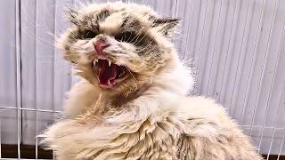 Have You Ever Seen a Crazy Ragdoll Cat She Was BEATEN Abandoned and Left to DIE [upl. by Desi]