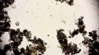 runder Mikroorganismus  round microorganism  microcosmos under a microscope 1080p [upl. by Halsy]