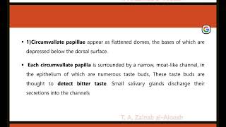 histology lec4 part 6 Circumvallate papillae [upl. by Midge]