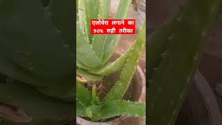 Aloe vera plant lagane tips and care gardening aloeverausekarnekatarika garden [upl. by Henry]