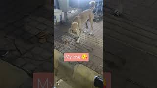 My love my life 🧬😻 street 🐕🐶 [upl. by Aelyak]