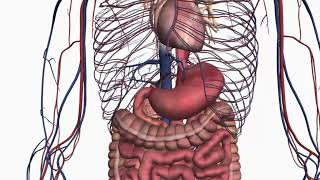 STOMACH AND BONES  HEAL AND RESET  MORPHIC FIELD [upl. by Jaal]