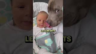 Tout savoir sur le Staffie  staffie staffordshirebullterrier chien animaux [upl. by Brown]