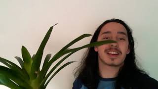 Bromeliads  Guzmania care What to do after they bloom [upl. by Opaline]