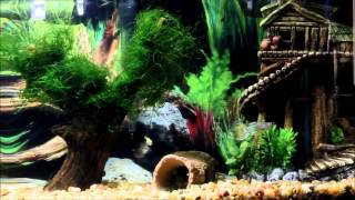 Dwarf Puffer amp Guppy amp Ghost Shrimp 5 Gallon Aquarium [upl. by Willem]