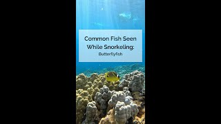 Common Fish Seen While Snorkeling Butterflyfish [upl. by Neerol]