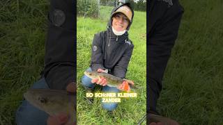 Schöner kleiner Zander Frauen angeln besser 🎣😃 fishing angeln catchandrelease [upl. by Tini]