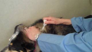 How to Apply Flea amp Tick Topical Medication to a Pet [upl. by Ellehcram]