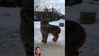 Woman rescued a bobcat from the trap ❤️ cat short animals [upl. by Anilos]