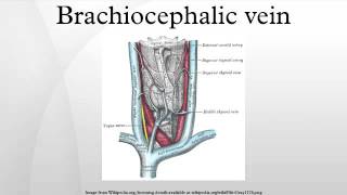 Brachiocephalic vein [upl. by Fihsak]