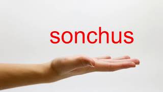 How to Pronounce sonchus  American English [upl. by Obelia]