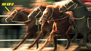 The Fastest Horses In The World The Insane Speed of Horses [upl. by Crawley767]