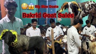 Retteri Goat🐐Bakrid sales MrGOAT0912 at old Washermenpet  13Jun2024 market bakrid goat [upl. by Siva]