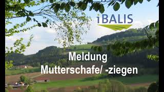 iBALIS – Meldung Mutterschafeziegen [upl. by Naillimixam]