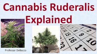 Cannabis Ruderalis Explained [upl. by Mcafee]