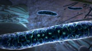 Powering the Cell Mitochondria Animation [upl. by Derrick348]