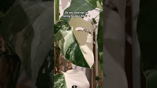 Monstera Albo Care Tips ⬇️ In the comments mychannel plants [upl. by Mellar960]