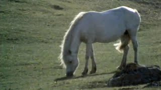 Breeding Connemara Ponies Ireland 1971 [upl. by Nerahs891]