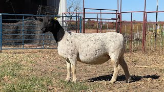 Whetstone 2236 Bred Fullblood Ewe [upl. by Nikolia]