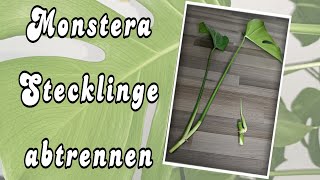 Monstera Stecklinge abtrennen u vermehren Schritt für Schritt einfach erklärt🌿 pflanzen monstera [upl. by Eniala790]