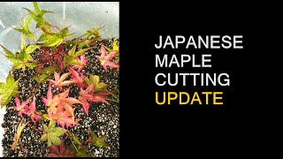 Japanese Maple Cuttings  Update After One Year [upl. by Perren802]