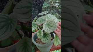 Giant Peperomia Argyreia aka WatermelonLush and healthy plant [upl. by Talbott]