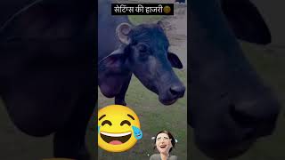 Setting ki hajari comedy youtubeshorts preetisirohivlog22 funny subscribe [upl. by Leamsi539]