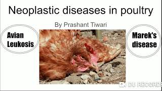 Neoplastic diseases in poultry Difference between mareks disease and Avian Leukosis l Lymphoma [upl. by Eiggep762]